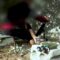 سرايا القدس تعرض مشاهد من قصف مجاهديها لجنود وآليات العدو خلال التوغل الصهيوني في مخيم جباليا شمال قطاع غزة04-06-2024