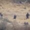 سرايا القدس عملية قنص جندي صهيوني في محور نتساريم جنوب غرب مدينة غزة15-06-2024